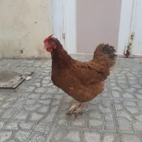 مرغ سالم  .یه ساله