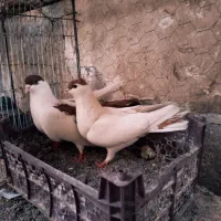 کبوتر