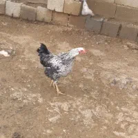 خروس|حیوانات مزرعه|حسین آباد, |دیوار