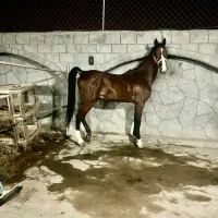 کره نریون ۴ ساله