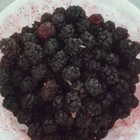 شاه توت