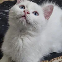 بریتیش سفید چشم آبی