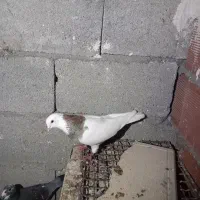 کلفه سرورنربدون پرغلط