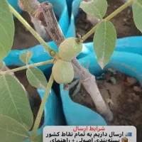 نهال گردوی پیوندی سالم