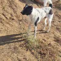 سگ ژرمن بلک و قهدریجانی