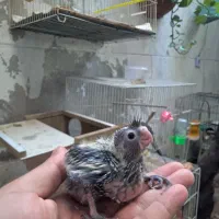 جوجه عروس هلندی