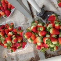 کار برای گلخانه توت فرنگی