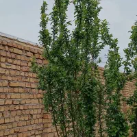 فروش زمین