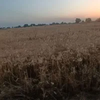 فروش زمین کشاورزی