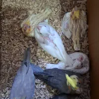 عروس هلندی جوجه بالغ جفت