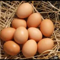 تخم مرغ نطفه دار مرندی وگلپایگان