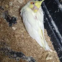 لوازم آشپزخانه