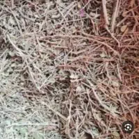 فروش چوب آویشن درجه یک