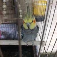 عروس هلندی