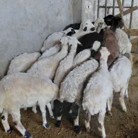 بره رگایی نر و ماده