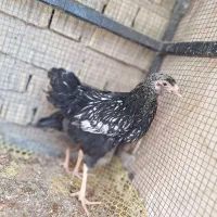 دو عدد نیمچه ویاندوت