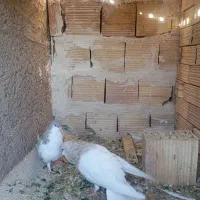 جفت شهری