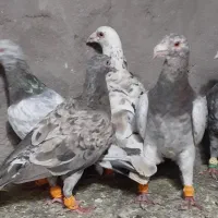 کبوتر فروشی