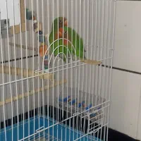 طوطی کوتوله