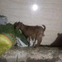 بزغاله سالم خیلی جوان ماده