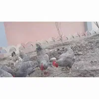 تخم نطفه دار امروک اصیل