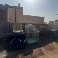 انواع قفس