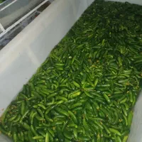 خیار شور خیارشور