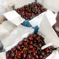 عرضه مستقیم گیلاس285 البالو175 زردالو320فقط حضوری