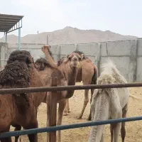 شتر برای پروار و کشتار