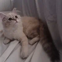 گربه نژاد چینچیلا ماده ۵ ماهه