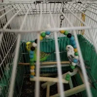 مرغ عشق سرحال و شیطون نر و ماده 4 تا