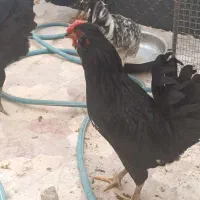 فروش 3عدد خروس گلین