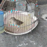 جوجه سهره خاکی