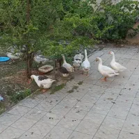 غار|حیوانات مزرعه|کرج, گوهردشت|دیوار