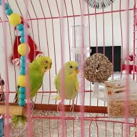 مرغ عشق|پرنده|بانه, |دیوار