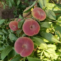 هلو انجیری شیرین