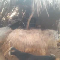 چپش پازن