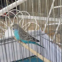 مرغ عشق|پرنده|شیراز, وحدت|دیوار