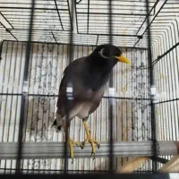 مینا سرحال واکسن خورده