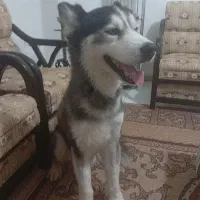 واگذاری سگ هاسکی