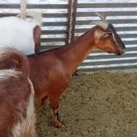 بز فروشی