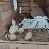 جفت عروس هلندی