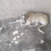 توله سگ نر