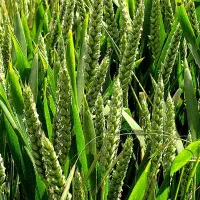 گندم آبی درجه یک