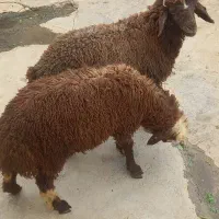 ۲عدد بره نر باب داشت