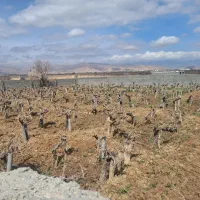 باغ چهار دیوار ی