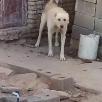 سگ نگهبان و گله ای