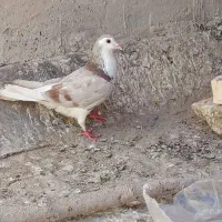 دمگیر|پرنده|اصفهان, قائمیه|دیوار