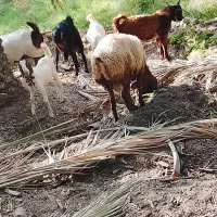 شیشک چینی مامله با بز