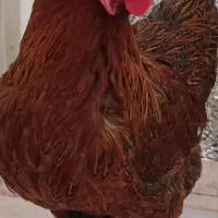 مرغ تخم گذار